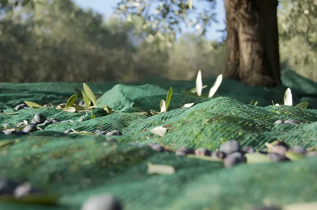 rete adagiata ai piedi di un ulivo per la raccolta delle olive