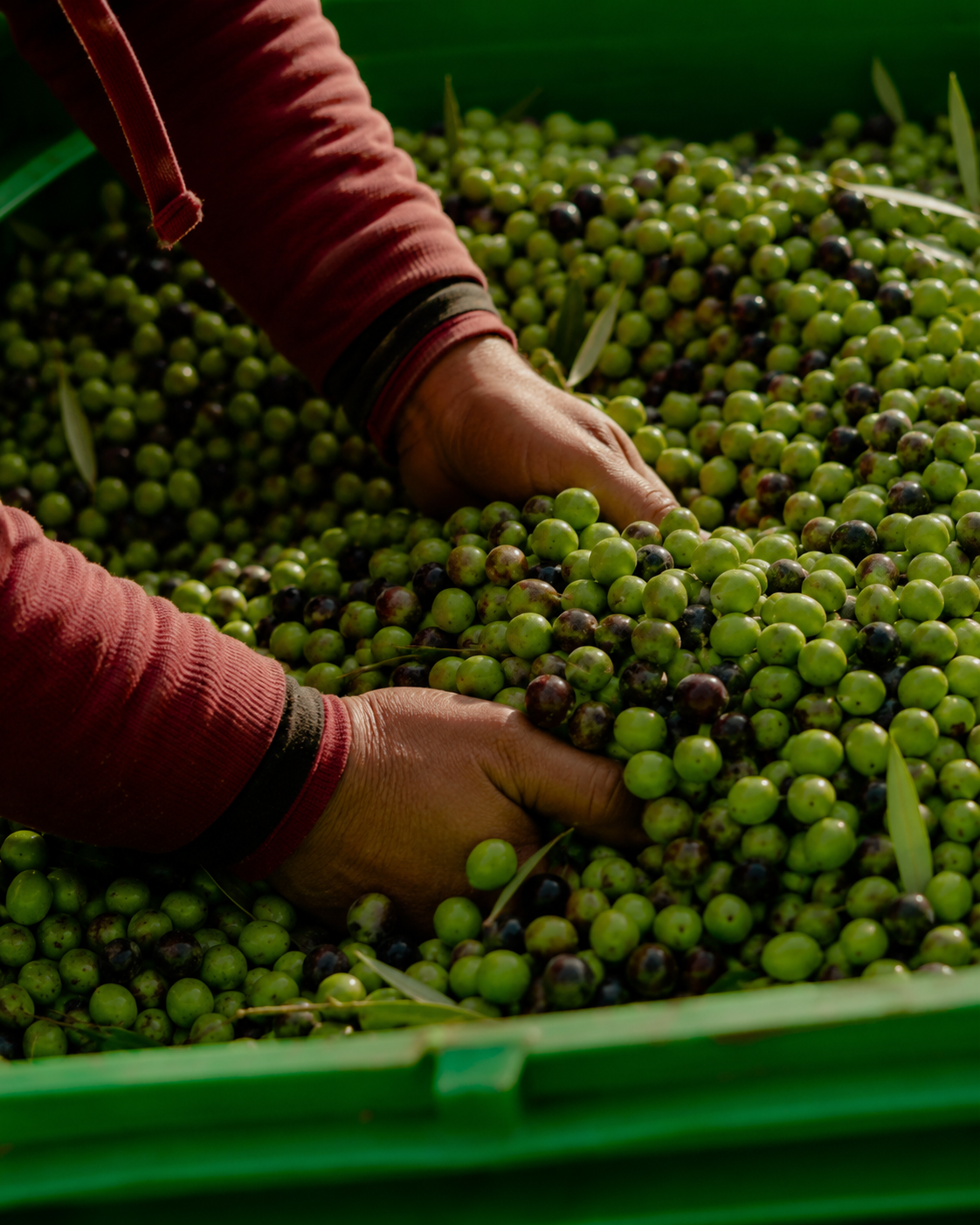Olive e olio extravergine Olio Brogna